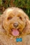 Rex is our lovable office greeter. He is comfortable in his position and works hard for his money. Rex enjoys meeting a variety of people and is always ready for a scratch behind the ears.